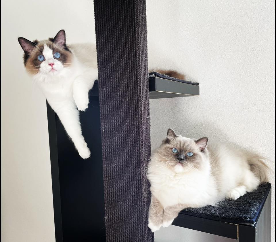 /images/Galeria/Ragdoll Rajongók Rezidenciája/22 Brigitta Szendrei Diamond Dolls Gracy és Milo.jpg